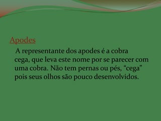 Apodes
 A representante dos apodes é a cobra
 cega, que leva este nome por se parecer com
 uma cobra. Não tem pernas ou pés, “cega”
 pois seus olhos são pouco desenvolvidos.
 