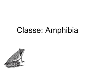 Classe: Amphibia
 