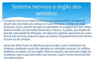 Sistema nervoso e órgão dos
sentidos:
 O sistema nervoso é relativamente pouco desenvolvido. Os olhos se
situam dos dois lados da cabeça e é muito limitado o campo de visão
binocular, isto é, aquele em que se superpõem as imagens dos dois olhos,
determinando com precisão distâncias e relevos. A pupila, que dispõe de
grande capacidade de dilatação, em algumas espécies apresenta-se como
uma franja vertical, enquanto que, em outras, frequentemente tem forma
circular ou de coração.
Atrás dos olhos ficam as aberturas dos ouvidos, com a membrana do
tímpano, mediante a qual são captadas as vibrações sonoras. Os anfíbios
dispõem, no palato, de um órgão olfativo especial, denominado órgão de
Jacobson, com o qual detectam suas presas, e que é muito desenvolvido
nas salamandras.

 