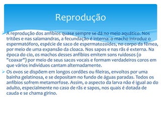 Reprodução
 A reprodução dos anfíbios quase sempre se dá no meio aquático. Nos
tritões e nas salamandras, a fecundação é interna: o macho introduz o
espermatóforo, espécie de saco de espermatozoides, no corpo da fêmea,
por meio de uma expansão da cloaca. Nos sapos e nas rãs é externa. Na
época do cio, os machos desses anfíbios emitem sons ruidosos (o
"coaxar") por meio de seus sacos vocais e formam verdadeiros coros em
que vários indivíduos cantam alternadamente.
 Os ovos se dispõem em longos cordões ou fileiras, envoltos por uma
bainha gelatinosa, e se depositam no fundo de águas paradas. Todos os
anfíbios sofrem metamorfose. Assim, o aspecto da larva não é igual ao do
adulto, especialmente no caso de rãs e sapos, nos quais é dotada de
cauda e se chama girino.

 
