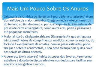Mais Um Pouco Sobre Os Anuros
 Originária da América do Norte, a rã-touro (Rana catesbyana) é um
dos anfíbios de maior tamanho. Chega a medir vinte centímetros
do focinho ao fim do dorso e, por sua corpulência, alimenta-se de
presas de certa envergadura, como outras rãs, peixes, pássaros e
até pequenos mamíferos.
 Maior ainda é a rã gigante africana (Rana goliath), que ultrapassa
trinta centímetros de comprimento, medidos, como na anterior, do
focinho à extremidade das costas. Com as patas esticadas, pode
chegar a setenta centímetros, e seu peso alcança dois quilos. Vive
nas selvas da África oriental.
 A perereca (Hyla arborea) habita as copas das árvores, tem forma
esbelta e é dotada de discos adesivos nos dedos para facilitar sua
aderência aos galhos e ramos.

 