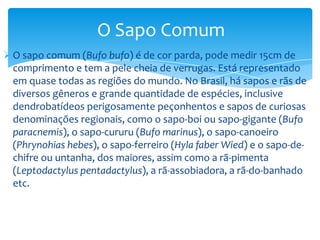 O Sapo Comum
 O sapo comum (Bufo bufo) é de cor parda, pode medir 15cm de
comprimento e tem a pele cheia de verrugas. Está representado
em quase todas as regiões do mundo. No Brasil, há sapos e rãs de
diversos gêneros e grande quantidade de espécies, inclusive
dendrobatídeos perigosamente peçonhentos e sapos de curiosas
denominações regionais, como o sapo-boi ou sapo-gigante (Bufo
paracnemis), o sapo-cururu (Bufo marinus), o sapo-canoeiro
(Phrynohias hebes), o sapo-ferreiro (Hyla faber Wied) e o sapo-dechifre ou untanha, dos maiores, assim como a rã-pimenta
(Leptodactylus pentadactylus), a rã-assobiadora, a rã-do-banhado
etc.

 