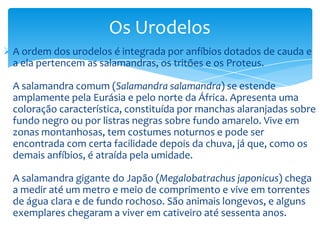 Os Urodelos
 A ordem dos urodelos é integrada por anfíbios dotados de cauda e
a ela pertencem as salamandras, os tritões e os Proteus.
A salamandra comum (Salamandra salamandra) se estende
amplamente pela Eurásia e pelo norte da África. Apresenta uma
coloração característica, constituída por manchas alaranjadas sobre
fundo negro ou por listras negras sobre fundo amarelo. Vive em
zonas montanhosas, tem costumes noturnos e pode ser
encontrada com certa facilidade depois da chuva, já que, como os
demais anfíbios, é atraída pela umidade.
A salamandra gigante do Japão (Megalobatrachus japonicus) chega
a medir até um metro e meio de comprimento e vive em torrentes
de água clara e de fundo rochoso. São animais longevos, e alguns
exemplares chegaram a viver em cativeiro até sessenta anos.

 