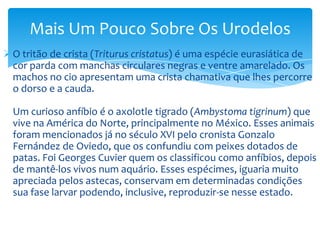 Mais Um Pouco Sobre Os Urodelos
 O tritão de crista (Triturus cristatus) é uma espécie eurasiática de
cor parda com manchas circulares negras e ventre amarelado. Os
machos no cio apresentam uma crista chamativa que lhes percorre
o dorso e a cauda.
Um curioso anfíbio é o axolotle tigrado (Ambystoma tigrinum) que
vive na América do Norte, principalmente no México. Esses animais
foram mencionados já no século XVI pelo cronista Gonzalo
Fernández de Oviedo, que os confundiu com peixes dotados de
patas. Foi Georges Cuvier quem os classificou como anfíbios, depois
de mantê-los vivos num aquário. Esses espécimes, iguaria muito
apreciada pelos astecas, conservam em determinadas condições
sua fase larvar podendo, inclusive, reproduzir-se nesse estado.

 