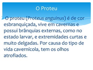 O Proteu
O proteu (Proteus anguinus) é de cor
esbranquiçada, vive em cavernas e
possui brânquias externas, como no
estado larvar, e extremidades curtas e
muito delgadas. Por causa do tipo de
vida cavernícola, tem os olhos
atrofiados.

 
