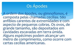 Os Ápodes
A ordem dos ápodes, ou gimnofionos, é
composta pelas chamadas cecílias. São
anfíbios carentes de extremidades e com
aspecto de pequenas cobras. Os ovos, de
grande tamanho, são depositados em
cavidades escavadas em terra úmida.
Alguns espécimes podem alcançar um
metro de comprimento, como ocorre com
certas cecílias americanas.

 