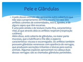 Pele e Glândulas
 A pele desses animais não apresenta outra cobertura que
não seja a propriamente dérmica, exceto no caso dos
anfíbios carentes de extremidades, isto é, ápodes, e de
alguns sapos que têm escamas.
É uma pele úmida e de textura muito fina, característica
vital, já que através dela os anfíbios respiram (respiração
cutânea).
Além disso, está coberta de glândulas, na maior parte
mucosas, que a lubrificam e lhe dão o aspecto
característico: viscoso e escorregadio. Os anfíbios também
possuem glândulas venenosas com aparência de verrugas,
que produzem secreções irritantes e tóxicas para outros
animais. Algumas espécies apresentam na cabeça duas
dessas verrugas: são as chamadas glândulas parotóides.

 