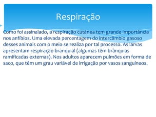 Respiração


Como foi assinalado, a respiração cutânea tem grande importância
nos anfíbios. Uma elevada percentagem do intercâmbio gasoso
desses animais com o meio se realiza por tal processo. As larvas
apresentam respiração branquial (algumas têm brânquias
ramificadas externas). Nos adultos aparecem pulmões em forma de
saco, que têm um grau variável de irrigação por vasos sanguíneos.

 