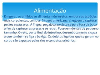 Alimentação
 Em geral, os anfíbios se alimentam de insetos, embora as espécies
mais corpulentas, como a rã-touro americana, cheguem a capturar
peixes e pássaros. A língua, pegajosa, projeta-se para fora da boca
a fim de capturar as presas e se retrai. Possuem dentes de pequeno
tamanho. O reto, parte final do intestino, desemboca numa cloaca
a que também se liga a bexiga. Os dejetos líquidos que se geram no
corpo são expulsos pelos rins e condutos urinários.

 