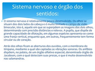 Sistema nervoso e órgão dos
sentidos:
 O sistema nervoso é relativamente pouco desenvolvido. Os olhos se
situam dos dois lados da cabeça e é muito limitado o campo de visão
binocular, isto é, aquele em que se superpõem as imagens dos dois olhos,
determinando com precisão distâncias e relevos. A pupila, que dispõe de
grande capacidade de dilatação, em algumas espécies apresenta-se como
uma franja vertical, enquanto que, em outras, frequentemente tem forma
circular ou de coração.
Atrás dos olhos ficam as aberturas dos ouvidos, com a membrana do
tímpano, mediante a qual são captadas as vibrações sonoras. Os anfíbios
dispõem, no palato, de um órgão olfativo especial, denominado órgão de
Jacobson, com o qual detectam suas presas, e que é muito desenvolvido
nas salamandras.

 