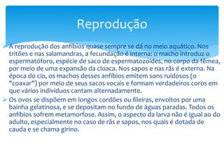 Reprodução
 A reprodução dos anfíbios quase sempre se dá no meio aquático. Nos
tritões e nas salamandras, a fecundação é interna: o macho introduz o
espermatóforo, espécie de saco de espermatozoides, no corpo da fêmea,
por meio de uma expansão da cloaca. Nos sapos e nas rãs é externa. Na
época do cio, os machos desses anfíbios emitem sons ruidosos (o
"coaxar") por meio de seus sacos vocais e formam verdadeiros coros em
que vários indivíduos cantam alternadamente.
 Os ovos se dispõem em longos cordões ou fileiras, envoltos por uma
bainha gelatinosa, e se depositam no fundo de águas paradas. Todos os
anfíbios sofrem metamorfose. Assim, o aspecto da larva não é igual ao do
adulto, especialmente no caso de rãs e sapos, nos quais é dotada de
cauda e se chama girino.

 