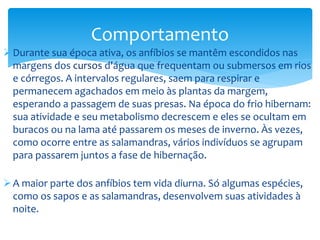 Comportamento
 Durante sua época ativa, os anfíbios se mantêm escondidos nas
margens dos cursos d'água que frequentam ou submersos em rios
e córregos. A intervalos regulares, saem para respirar e
permanecem agachados em meio às plantas da margem,
esperando a passagem de suas presas. Na época do frio hibernam:
sua atividade e seu metabolismo decrescem e eles se ocultam em
buracos ou na lama até passarem os meses de inverno. Às vezes,
como ocorre entre as salamandras, vários indivíduos se agrupam
para passarem juntos a fase de hibernação.
 A maior parte dos anfíbios tem vida diurna. Só algumas espécies,
como os sapos e as salamandras, desenvolvem suas atividades à
noite.

 