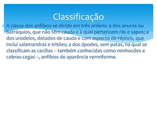 Classificação
 A classe dos anfíbios se divide em três ordens: a dos anuros ou
batráquios, que não têm cauda e à qual pertencem rãs e sapos; a
dos urodelos, dotados de cauda e com aspecto de répteis, que
inclui salamandras e tritões; a dos ápodes, sem patas, na qual se
classificam as cecílias -- também conhecidas como minhocões e
cobras-cegas --, anfíbios de aparência vermiforme.

 