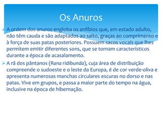 Os Anuros
 A ordem dos anuros engloba os anfíbios que, em estado adulto,
não têm cauda e são adaptados ao salto, graças ao comprimento e
à força de suas patas posteriores. Possuem sacos vocais que lhes
permitem emitir diferentes sons, que se tornam característicos
durante a época de acasalamento.
 A rã dos pântanos (Rana ridibunda), cuja área de distribuição
compreende o sudoeste e o leste da Europa, é de cor verde-oliva e
apresenta numerosas manchas circulares escuras no dorso e nas
patas. Vive em grupos, e passa a maior parte do tempo na água,
inclusive na época de hibernação.

 