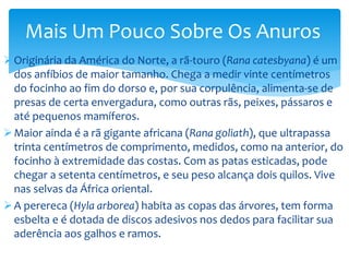 Mais Um Pouco Sobre Os Anuros
 Originária da América do Norte, a rã-touro (Rana catesbyana) é um
dos anfíbios de maior tamanho. Chega a medir vinte centímetros
do focinho ao fim do dorso e, por sua corpulência, alimenta-se de
presas de certa envergadura, como outras rãs, peixes, pássaros e
até pequenos mamíferos.
 Maior ainda é a rã gigante africana (Rana goliath), que ultrapassa
trinta centímetros de comprimento, medidos, como na anterior, do
focinho à extremidade das costas. Com as patas esticadas, pode
chegar a setenta centímetros, e seu peso alcança dois quilos. Vive
nas selvas da África oriental.
 A perereca (Hyla arborea) habita as copas das árvores, tem forma
esbelta e é dotada de discos adesivos nos dedos para facilitar sua
aderência aos galhos e ramos.

 