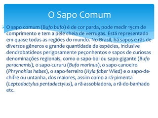 O Sapo Comum
 O sapo comum (Bufo bufo) é de cor parda, pode medir 15cm de
comprimento e tem a pele cheia de verrugas. Está representado
em quase todas as regiões do mundo. No Brasil, há sapos e rãs de
diversos gêneros e grande quantidade de espécies, inclusive
dendrobatídeos perigosamente peçonhentos e sapos de curiosas
denominações regionais, como o sapo-boi ou sapo-gigante (Bufo
paracnemis), o sapo-cururu (Bufo marinus), o sapo-canoeiro
(Phrynohias hebes), o sapo-ferreiro (Hyla faber Wied) e o sapo-dechifre ou untanha, dos maiores, assim como a rã-pimenta
(Leptodactylus pentadactylus), a rã-assobiadora, a rã-do-banhado
etc.

 