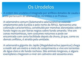 Os Urodelos
 A ordem dos urodelos é integrada por anfíbios dotados de cauda e
a ela pertencem as salamandras, os tritões e os Proteus.
A salamandra comum (Salamandra salamandra) se estende
amplamente pela Eurásia e pelo norte da África. Apresenta uma
coloração característica, constituída por manchas alaranjadas sobre
fundo negro ou por listras negras sobre fundo amarelo. Vive em
zonas montanhosas, tem costumes noturnos e pode ser
encontrada com certa facilidade depois da chuva, já que, como os
demais anfíbios, é atraída pela umidade.
A salamandra gigante do Japão (Megalobatrachus japonicus) chega
a medir até um metro e meio de comprimento e vive em torrentes
de água clara e de fundo rochoso. São animais longevos, e alguns
exemplares chegaram a viver em cativeiro até sessenta anos.

 