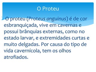 O Proteu
O proteu (Proteus anguinus) é de cor
esbranquiçada, vive em cavernas e
possui brânquias externas, como no
estado larvar, e extremidades curtas e
muito delgadas. Por causa do tipo de
vida cavernícola, tem os olhos
atrofiados.

 