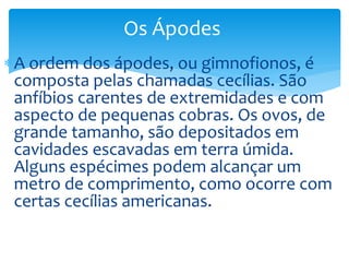 Os Ápodes
A ordem dos ápodes, ou gimnofionos, é
composta pelas chamadas cecílias. São
anfíbios carentes de extremidades e com
aspecto de pequenas cobras. Os ovos, de
grande tamanho, são depositados em
cavidades escavadas em terra úmida.
Alguns espécimes podem alcançar um
metro de comprimento, como ocorre com
certas cecílias americanas.

 