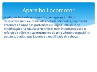 Aparelho Locomotor
 A adaptação à vida em terra fez com que os anfíbios
desenvolvessem extremidades dotadas de dedos, quatro nas
anteriores e cinco nas posteriores, e impôs uma série de
modificações na coluna vertebral: as mais importantes são o
reforço da pélvis e o aparecimento de uma vértebra especial no
pescoço, o atlas, que favorece a mobilidade da cabeça.

 