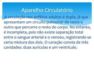 Aparelho Circulatório
A circulação nos anfíbios adultos é dupla, já que
apresentam um circuito pulmonar de vasos e
outro que percorre o resto do corpo. No entanto,
é incompleta, pois não existe separação total
entre o sangue arterial e o venoso, registrando-se
certa mistura dos dois. O coração consta de três
cavidades: duas aurículas e um ventrículo.

 