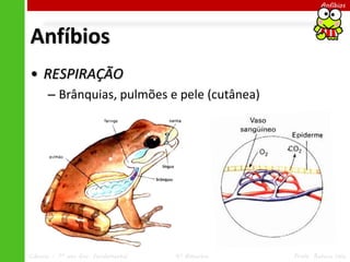Ciências – 7º ano Ens. Fundamental 4º Bimestre Profa. Rebeca Vale
Anfíbios
Anfíbios
• RESPIRAÇÃO
– Brânquias, pulmões e pele (cutânea)
 