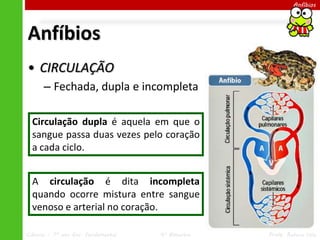 Ciências – 7º ano Ens. Fundamental 4º Bimestre Profa. Rebeca Vale
Anfíbios
Anfíbios
• CIRCULAÇÃO
– Fechada, dupla e incompleta
A circulação é dita incompleta
quando ocorre mistura entre sangue
venoso e arterial no coração.
Circulação dupla é aquela em que o
sangue passa duas vezes pelo coração
a cada ciclo.
 
