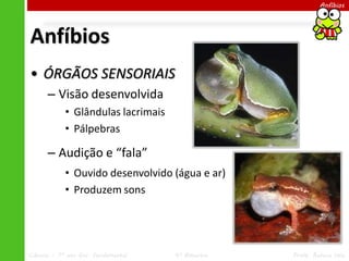 Ciências – 7º ano Ens. Fundamental 4º Bimestre Profa. Rebeca Vale
Anfíbios
Anfíbios
• ÓRGÃOS SENSORIAIS
– Visão desenvolvida
• Glândulas lacrimais
• Pálpebras
– Audição e “fala”
• Ouvido desenvolvido (água e ar)
• Produzem sons
 