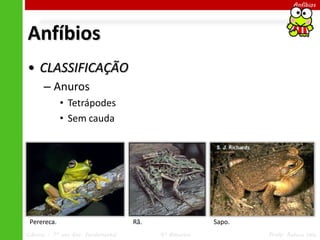 Ciências – 7º ano Ens. Fundamental 4º Bimestre Profa. Rebeca Vale
Anfíbios
Anfíbios
• CLASSIFICAÇÃO
– Anuros
• Tetrápodes
• Sem cauda
Sapo.Rã.Perereca.
 