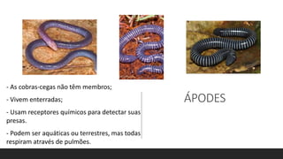 ÁPODES
- As cobras-cegas não têm membros;
- Vivem enterradas;
- Usam receptores químicos para detectar suas
presas.
- Podem ser aquáticas ou terrestres, mas todas
respiram através de pulmões.
 