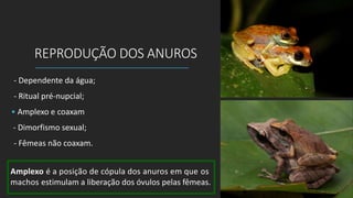 REPRODUÇÃO DOS ANUROS
- Dependente da água;
- Ritual pré-nupcial;
• Amplexo e coaxam
- Dimorfismo sexual;
- Fêmeas não coaxam.
Amplexo é a posição de cópula dos anuros em que os
machos estimulam a liberação dos óvulos pelas fêmeas.
 
