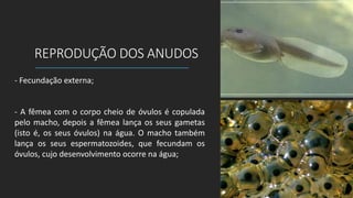 REPRODUÇÃO DOS ANUDOS
- Fecundação externa;
- A fêmea com o corpo cheio de óvulos é copulada
pelo macho, depois a fêmea lança os seus gametas
(isto é, os seus óvulos) na água. O macho também
lança os seus espermatozoides, que fecundam os
óvulos, cujo desenvolvimento ocorre na água;
 