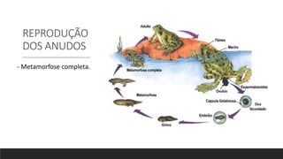 REPRODUÇÃO
DOS ANUDOS
- Metamorfose completa.
 