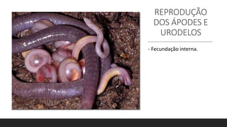REPRODUÇÃO
DOS ÁPODES E
URODELOS
- Fecundação interna.
 