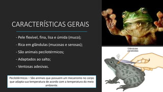 CARACTERÍSTICAS GERAIS
- Pele flexível, fina, lisa e úmida (muco);
- Rica em glândulas (mucosas e serosas);
- São animais pecilotérmicos;
- Adaptados ao salto;
- Ventosas adesivas.
Pecilotérmicos – São animais que possuem um mecanismo no corpo
que adapta sua temperatura de acordo com a temperatura do meio
ambiente.
 