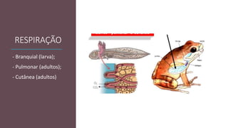 RESPIRAÇÃO
- Branquial (larva);
- Pulmonar (adultos);
- Cutânea (adultos)
 