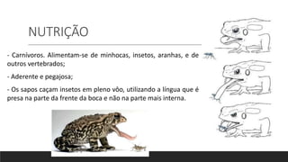 NUTRIÇÃO
- Carnívoros. Alimentam-se de minhocas, insetos, aranhas, e de
outros vertebrados;
- Aderente e pegajosa;
- Os sapos caçam insetos em pleno vôo, utilizando a língua que é
presa na parte da frente da boca e não na parte mais interna.
 
