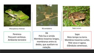 Perereca
Possuem ventosas.
Ambiente terrestre
Rã
Pele lisa e úmida
Membros traseiros longos,
membranas entre os
dedos, que auxiliam na
natação.
Sapo
Mais tempo na terra.
Membros traseiros curtos.
Pele seca e rugosa.
Glândulas venenosas.
Sapo cururu
Rhacophorus helenae Rã verdadeira
 