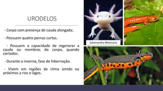 URODELOS
- Corpo com presença de cauda alongada;
- Possuem quatro pernas curtas.
- Possuem a capacidade de regenerar a
cauda ou membros do corpo, quando
cortados.
- Durante o inverno, fase de hibernação.
- Vivem em regiões de clima úmido ou
próximos a rios e lagos.
Salamandra Mexicana
 
