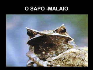 O SAPO -MALAIO O sapo- malaio tem três chifres, um em cima de cada olho e outro na ponta do nariz. Esses chifres não valem nada como arma, pois são simples dobras de peles completamente moles .Servem apenas para meter medo á possíveis adversários ou para camuflar seu dono. Quando caça, o sapo - malaio fica totalmente imóvel até que sua presa chegue bem perto. Ele come insetos, rãs, répteis , aves e roedores de pequeno porte, e até mesmo outros sapos - malaios, pois na realidade, estes são seus piores inimigos. Poucos predadores atacam um animal assim tão vivamente colorido, já que isso costuma ser sinal da presença de um veneno qualquer. Além disso, os sapos - malaios são robustos, de cabeça maciça e maxilas reforçadas, e têm as costas protegidas por um escudo ósseo. 
