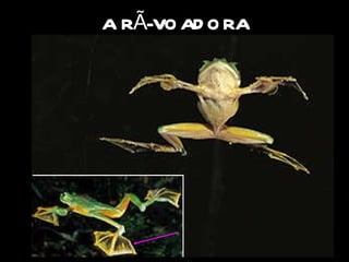 A RÃ-VOADORA Habita as florestas do Sudoeste Asiático. Não consegue voar, mas plana muito bem. Quando salta de uma árvore para outra afasta bem os dedos e então a  membrana interdigital  (que fica entre os dedos) transforma cada uma das patas num pára-quedas e a rã cai suavemente no ar, até chegar ao tronco de uma outra árvore. 