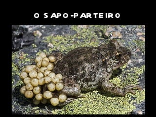 O SAPO-PARTEIRO Vive na Europa Ocidental. A fêmea põe cerca de 50 ovos e, após a fecundação, o macho enrola cuidadosamente a fiada de ovos em volta dos membros posteriores, transporta-os durante um período que pode ir até um mês e meio e deposita-os, por fim, em água quando os girinos estão prontos a nascer. 