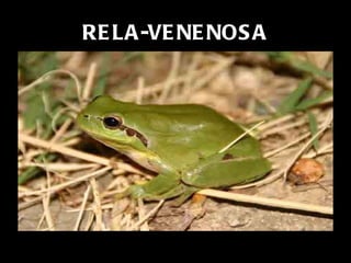 RELA-VENENOSA A minúscula RELA-VENENOSA vive nas florestas úmidas da América Central e do Sul. A sua pele produz um veneno mortal e são muito coloridas para avisar os predadores. Esse veneno é utilizado pelos índios da floresta para untarem a ponta das flechas. 
