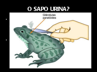O SAPO URINA? A urina do sapo é tão venenosa quanto a de qualquer outro animal. O que é venenoso no sapo é a secreção que ele fabrica nas glândulas paratóides, que ficam logo atrás dos olhos. Essa secreção é branca, e somente é liberada quando algum animal morde e rompe a pele sobre essa glândula, o sapo não pode por vontade própria liberar esse veneno Se estivermos falando dos sapos comuns,esses de jardim, não é veneno. A urina é só uma forma do sapo se defender. 