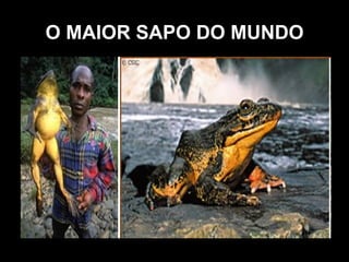 O MAIOR SAPO DO MUNDO A rã-golias ou  Conraua goliath  é um dos maiores anfíbios da terra. Pode crescer até 33 cm do comprimento, e pesar 3kg. Esse animal vive em um habitat relativamente pequeno, principalmente na África Ocidental (perto de Gabon). Essa espécie pode viver até 15 anos, e se alimenta de escorpiões, insetos e rãs/sapos menores. Elas podem escutar, mas não coaxam. 