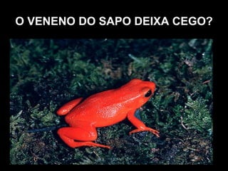 O VENENO DO SAPO DEIXA CEGO?  • Uma paciente do sexo feminino, 32 anos, branca, foi atendida no setor de emergência  com estória clínica de Ter perdido a visão logo após tentar matar um sapo com uma faca de cozinha.  O mesmo teria "urinado em seu olho esquerdo", e desde então não estava enxergando com este olho.  Ao exame com lâmpada de fenda observaram uma leve ceratite puntata e uma dilatação pupilar.  A visão de longe estava preservada, com leve embaçamento pelo efeito dilatador, no entanto a visão de perto estava comprometida.  Com adição de +3,00, teve sua acuidade visual de perto restaurada com J1.  Foi prescrito colírio antibiótico associado com dexametasona e a paciente foi observada diariamente.  Após 4 dias o efeito cicloplégico desapareceu, sem deixar quaisquer seqüelas.  Então o veneno de sapo não pode deixar cego.Ele só embaça a visão e depois de alguns dias a visão volta ao normal. 