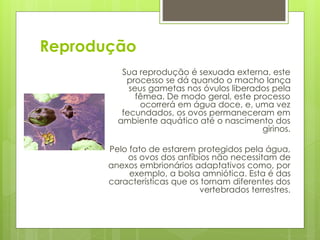 Reprodução
Sua reprodução é sexuada externa, este
processo se dá quando o macho lança
seus gametas nos óvulos liberados pela
fêmea. De modo geral, este processo
ocorrerá em água doce, e, uma vez
fecundados, os ovos permaneceram em
ambiente aquático até o nascimento dos
girinos.
Pelo fato de estarem protegidos pela água,
os ovos dos anfíbios não necessitam de
anexos embrionários adaptativos como, por
exemplo, a bolsa amniótica. Esta é das
características que os tornam diferentes dos
vertebrados terrestres.
 