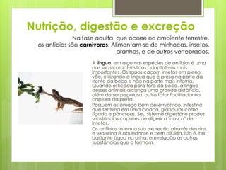 Nutrição, digestão e excreção
A língua, em algumas espécies de anfíbios é uma
das suas características adaptativas mais
importantes. Os sapos caçam insetos em pleno
vôo, utilizando a língua que é presa na parte da
frente da boca e não na parte mais interna.
Quando esticada para fora da boca, a língua
desses animais alcança uma grande distância,
além de ser pegajosa, outro fator facilitador na
captura da presa.
Possuem estômago bem desenvolvido, intestino
que termina em uma cloaca, glândulas como
fígado e pâncreas. Seu sistema digestório produz
substâncias capazes de digerir a "casca" de
insetos.
Os anfíbios fazem a sua excreção através dos rins,
e sua urina é abundante e bem diluída, isto é, há
bastante água na urina, em relação às outras
substâncias que a formam.
Na fase adulta, que ocorre no ambiente terrestre,
os anfíbios são carnívoros. Alimentam-se de minhocas, insetos,
aranhas, e de outros vertebrados.
 
