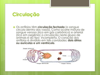 Circulação
 Os anfíbios têm circulação fechada (o sangue
circula dentro dos vasos). Como ocorre mistura de
sangue venoso (rico em gás carbônico) e arterial
(rico em oxigênio) a circulação neste grupo de
animais é do tipo incompleta. O coração dos
anfíbios é dividido em três cavidades: dois átrios
ou aurículas e um ventrículo.
 