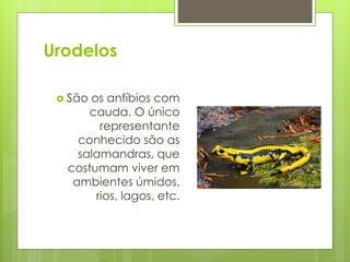 Urodelos
 São os anfíbios com
cauda. O único
representante
conhecido são as
salamandras, que
costumam viver em
ambientes úmidos,
rios, lagos, etc.
 